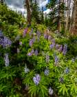 Assorted wildflowers in Manti-LaSalle National Forest Art Print